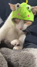 Panko Cat-fatfatpankocat
