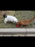 Cat_02-one_love_with_cat