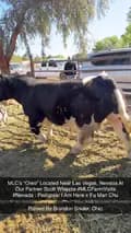 Matt Lautner Cattle USA-mattlautnercattleusa