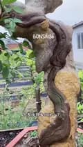 BONSAI 86-bonsai.86