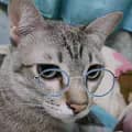 แมวใจดีใส่แว่น-neemeecat