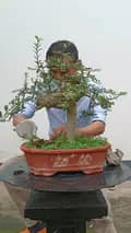 Bonsai Hà Phong-bonsaihaphong