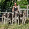 Austonley Irish Wolfhounds-austonley_wolfhounds