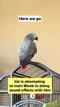 Gizmo has me hostage-gizmothegreybird