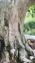 bonsai kuty-tmnhuttran