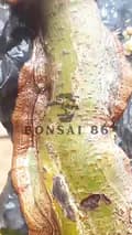 BONSAI 86-bonsai.86