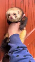 Rosie Stubbs-fuzzy_ferrets