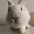 Krosh🐰-rabbit_kroshh