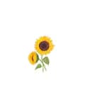Sunflower.ys-sunflower.ys