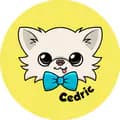 Tiny Chihuahua Cedric-tinychihuahuacedric