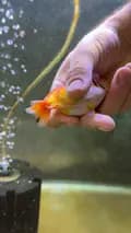 The Goldfish Guy-lukesgoldies