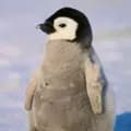 pinguino230 🐧-pinguino230_twitch