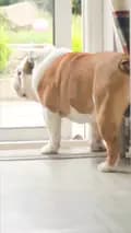 BulldogPabs-bulldogpabs