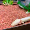 Rip bubbles and pearl🤍-pickletheaxolotl
