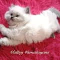 Valley Himalayans Cats&kittens-valleyhimalayans