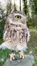 Yaffle the burrowing owl-yaffletheowl