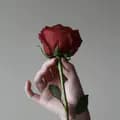 Beautiful Rose-beautifulrose_shop