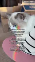 beaglebitez | Cute Pet Videos-beaglebitez