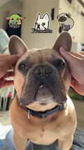 TJ The Frenchie-tjthefrenchie