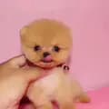 Puppy nana-puppynana