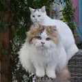 British Promise Cats-britishpromise.cats