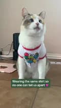 Panko Cat-fatfatpankocat