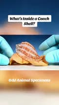 Odd Animals Specimens-oddanimalsspecimens