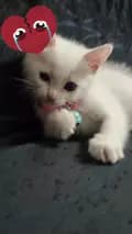 kittensmind-kittensmind