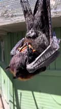 Lubee Bat Conservancy-lubeebatconservancy