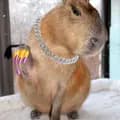 Capy Slay👁👅👁💅🏻✨-capybara_.slayy