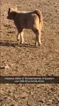 Matt Lautner Cattle USA-mattlautnercattleusa