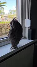 Owl Maan-owlmaan