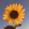 Sunflower-n_tiktokaffliate
