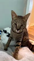 Nikko The Savannah Cat 🐱-themccuenshow