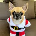 Cash The Chihuahua-chicash_