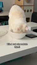 Moet the Blind Cat-moetblindcat