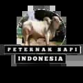 PETERNAK SAPI INDONESIA-peternaksapiindonesia
