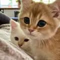 Daisy & Kenji Cats-daisyandkenji