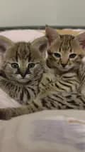 Savannah cats-savannahseattle