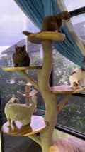 Golden Namor Cat-goldennamorcat