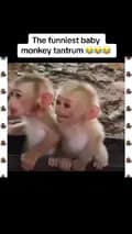 Monkeys-monkeyswithmonkeys