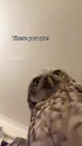 Yaffle the burrowing owl-yaffletheowl