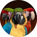Shelby The Macaw-shelbythemacaw
