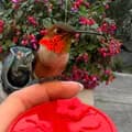Hummingbirdprincess-hummingbirdprincess