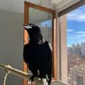 Vanta the Raven-vantatheraven
