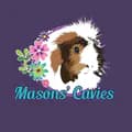 Masons Cavies-masons_cavies