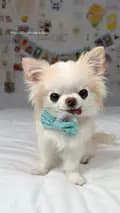 Tiny Chihuahua Cedric-tinychihuahuacedric