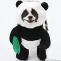 Huxley the Panda Puppy🐼🐶(pandaloon-huxleythepandapuppy