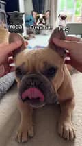 TJ The Frenchie-tjthefrenchie