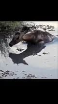 Animals 🦨-kenzipro273